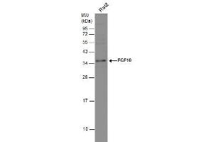 WB Image Whole cell extract (30 μg) was separated by 12% SDS-PAGE, and the membrane was blotted with FGF10 antibody , diluted at 1:1000. (FGF10 antibody)