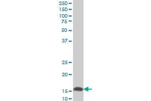 UBE2D2 monoclonal antibody (M02), clone 4A1 Western Blot analysis of UBE2D2 expression in NIH/3T3 . (UBE2D2 antibody  (AA 1-94))