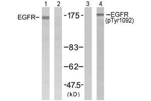 Western blot analysis of extracts from H (EGFR antibody  (pTyr1092))