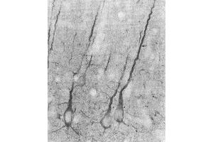 Immunohistochemistry analysis using Mouse Anti-PSD95 Monoclonal Antibody, Clone 7E3 . (DLG4 antibody  (FITC))