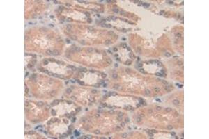 Used in DAB staining on fromalin fixed paraffin- embedded kidney tissue (MDH1 antibody  (AA 2-334))