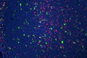 anti-CD3 epsilon (CD3E) (AA 23-207) antibody