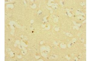 Immunohistochemistry of paraffin-embedded human brain tissue using ABIN7156544 at dilution of 1:100 (ICAM5 antibody  (AA 32-180))