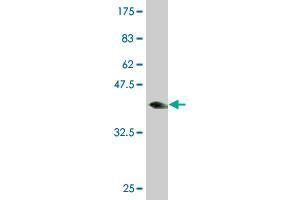Western Blot detection against Immunogen (37. (MED16 antibody  (AA 1-110))