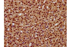 IHC image of ABIN7164169 diluted at 1:400 and staining in paraffin-embedded human adrenal gland tissue performed on a Leica BondTM system. (DHX38 antibody  (AA 113-280))