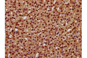IHC image of ABIN7164169 diluted at 1:400 and staining in paraffin-embedded human adrenal gland tissue performed on a Leica BondTM system.