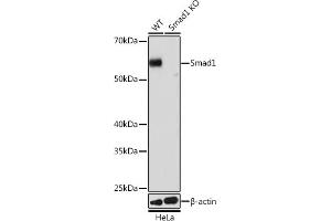 Western blot analysis of extracts from wild type (WT) and Smad1 knockout (KO) HeLa cells, using Smad1 antibody (ABIN7270343) at 1:1000 dilution. (SMAD1 antibody)
