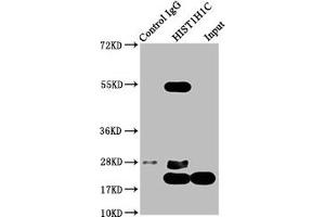Immunoprecipitating HIST1H1C in Hela whole cell lysate Lane 1: Rabbit control IgG instead of ABIN7139280 in Hela whole cell lysate.