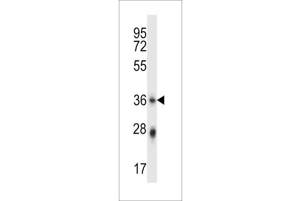 PLSCR4 antibody  (AA 122-151)