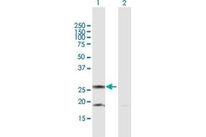 Western Blot analysis of DIABLO expression in transfected 293T cell line by DIABLO MaxPab polyclonal antibody.