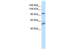 WB Suggested Anti-NNT Antibody Titration: 0. (NNT antibody  (N-Term))