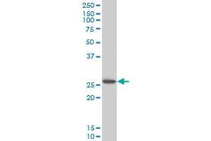 HOXC12 antibody  (AA 1-100)