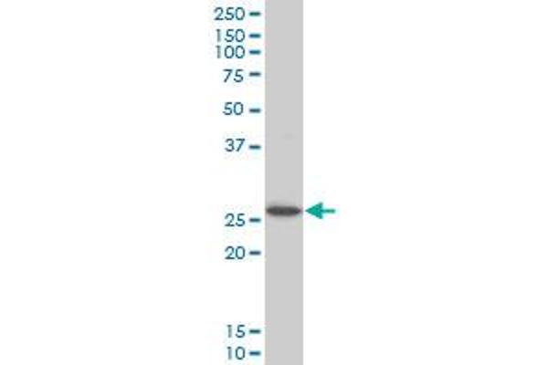 HOXC12 antibody  (AA 1-100)