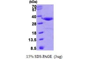 SDS-PAGE (SDS) image for Annexin A4 (ANXA4) (AA 1-321) protein (ABIN668052) (Annexin IV Protein (AA 1-321))