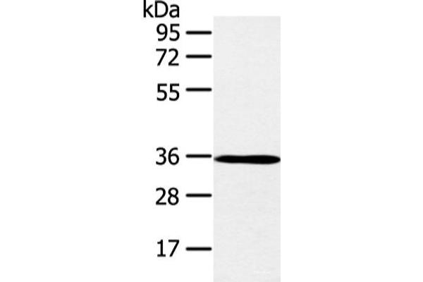E2F5 antibody
