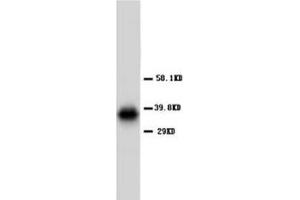 AQP4 Polyclonal Antibody (Aquaporin 4 antibody  (C-Term))