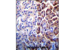 COPE Antibody immunohistochemistry analysis in formalin fixed and paraffin embedded human pancreas tissue followed by peroxidase conjugation of the secondary antibody and DAB staining. (COPE antibody  (C-Term))