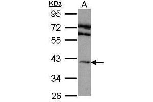 WB Image Sample (30 ug of whole cell lysate) A: 293T 10% SDS PAGE antibody diluted at 1:1000 (Adenosine A2a Receptor antibody  (C-Term))