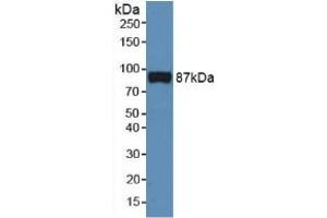 Figure. (Cadherin 5 antibody  (AA 59-382))