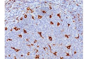 Formalin-fixed, paraffin-embedded human Tonsil stained with CD68 Mouse Monoclonal Antibody (KP1). (CD68 antibody)