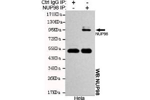 Immunoprecipitation analysis of Hela cell lysates using NUP98 mouse mAb. (NUP98 antibody)