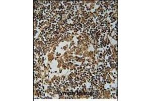 IL1F6 Antibody (Center) (ABIN651427 and ABIN2840233) immunohistochemistry analysis in formalin fixed and paraffin embedded human lymph tissue followed by peroxidase conjugation of the secondary antibody and DAB staining.