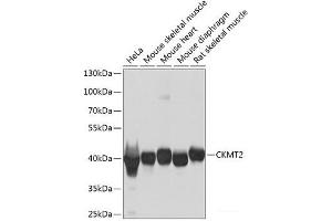 CKMT2 antibody