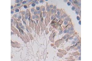 IHC-P analysis of Rat Tissue, with DAB staining. (FDPS antibody  (AA 1-353))