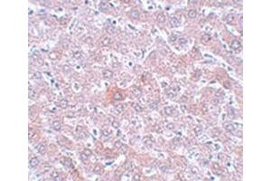 Immunohistochemical staining of rat liver tissue with RSRC1 polyclonal antibody  at 5 ug/mL dilution.