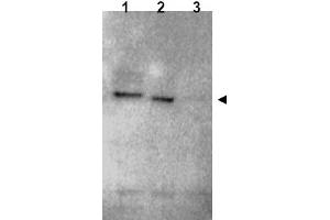 Image no. 1 for anti-Ring Finger Protein 25 (RNF25) (C-Term) antibody (ABIN401373) (RNF25 antibody  (C-Term))