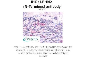 Image no. 1 for anti-Latrophilin 2 (LPHN2) (Extracellular Domain), (N-Term) antibody (ABIN1736539) (LPHN2 antibody  (Extracellular Domain, N-Term))