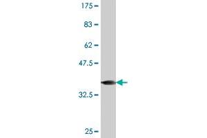 Western Blot detection against Immunogen (36. (FOXL1 antibody  (AA 221-319))