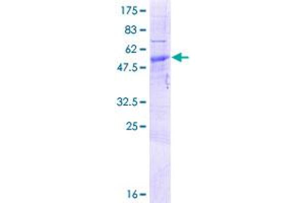 RNASET2 Protein (AA 1-256) (GST tag)