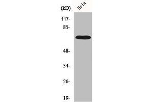 Western Blot analysis of HuvEc cells using IL-17RC Polyclonal Antibody (IL17RC antibody  (C-Term))