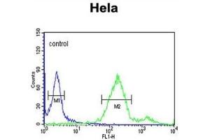 Flow Cytometry (FACS) image for anti-RAB8A, Member RAS Oncogene Family (RAB8A) antibody (ABIN3003984) (RAB8A antibody)