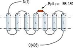 anti-Serotonin Receptor 4 (HTR4) (2nd Extracellular Loop), (AA 168-180) antibody (FITC)