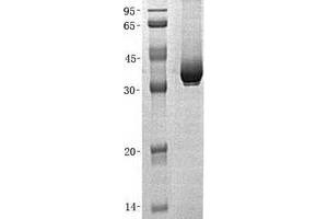 Validation with Western Blot (MDH1 Protein (Transcript Variant 1) (His tag))