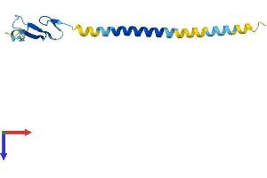 Neuregulin 4 Protein (NRG4) (AA 1-115) (His tag)