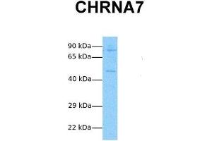 Host:  Rabbit  Target Name:  CHRNA7  Sample Tissue:  Human Jurkat  Antibody Dilution:  1.