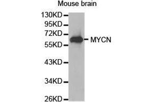 Western Blotting (WB) image for anti-N-Myc Proto-Oncogene Protein (MYCN) antibody (ABIN1873796) (MYCN antibody)