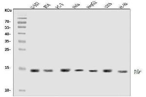 Western blot analysis of DAP1/DAP using anti-DAP1/DAP antibody (ABIN7602875). (DAP antibody  (C-Term))