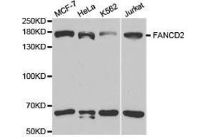 Western Blotting (WB) image for anti-Fanconi Anemia, Complementation Group D2 (FANCD2) antibody (ABIN1872654) (FANCD2 antibody)