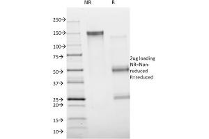 SDS-PAGE Analysis Purified Annexin A1 Mouse Monoclonal Antibody (Clone ANXA1/1672). (Annexin a1 antibody)