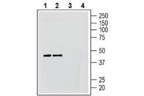 GPR183 antibody  (Extracellular, N-Term)