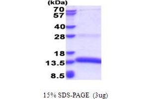 SDS-PAGE (SDS) image for Marginal Zone B and B1 Cell-Specific Protein (MZB1) (AA 1-97) protein (His tag) (ABIN5853641) (MZB1 Protein (AA 1-97) (His tag))