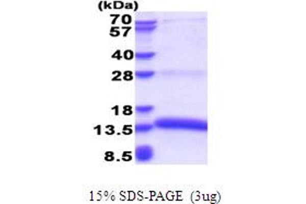 MZB1 Protein (AA 1-97) (His tag)