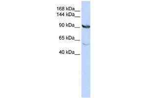 WB Suggested Anti-MTHFD1 Antibody Titration:  0. (MTHFD1 antibody  (N-Term))
