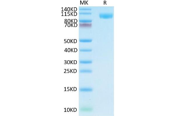 TLR3 Protein (AA 23-703) (His tag)