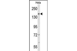Western blot analysis of FNDC3B Antibody (N-term) (ABIN652712 and ABIN2842472) in Hela cell line lysates (35 μg/lane). (FNDC3B antibody  (N-Term))
