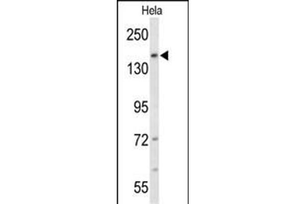 FNDC3B antibody  (N-Term)